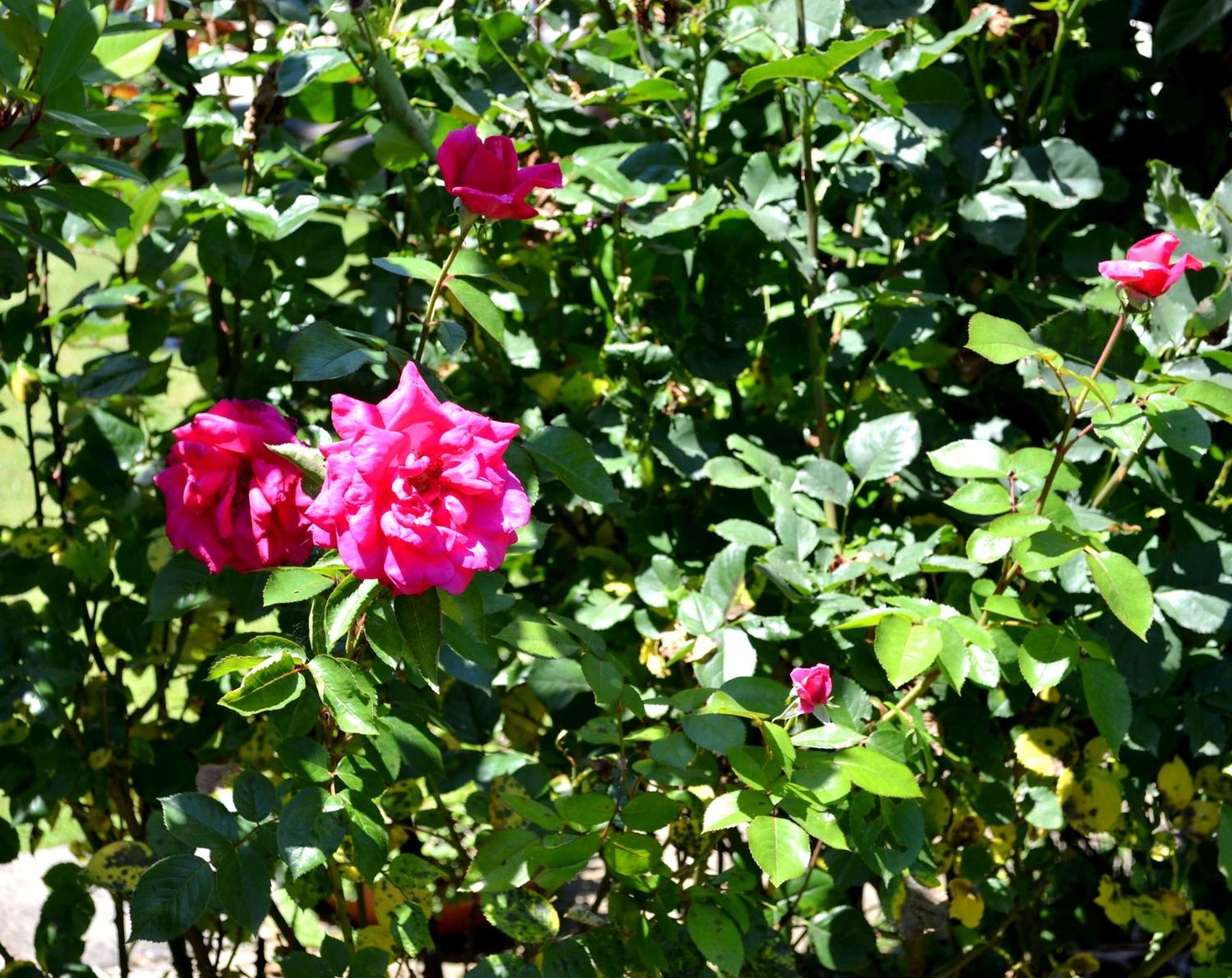Guest House Diabora Arbanasi Quarto foto